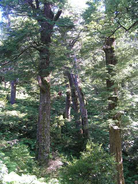 NZ leden-unor 2006 219.jpg